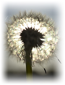 Mindful Meditation. Dandelion_001